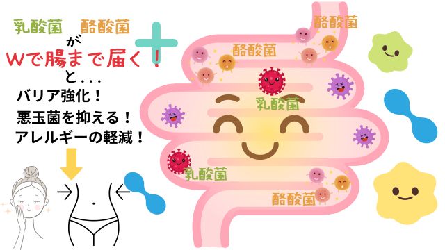 乳酸菌酪酸菌