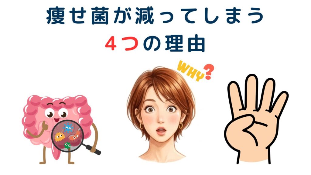 痩せ菌が減ってしまう
4つの理由